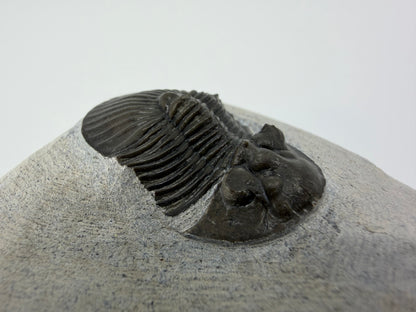 Scutellum sp. Trilobiet op Matrix uit Devoon, Marokko (1.32 inch)