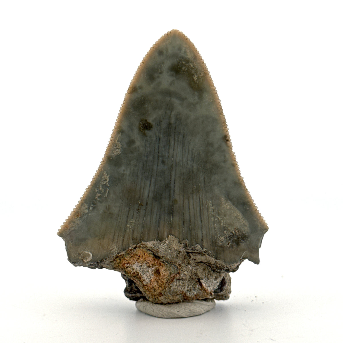 Megalodon Tandfragment uit Indonesië | 2,17 inch