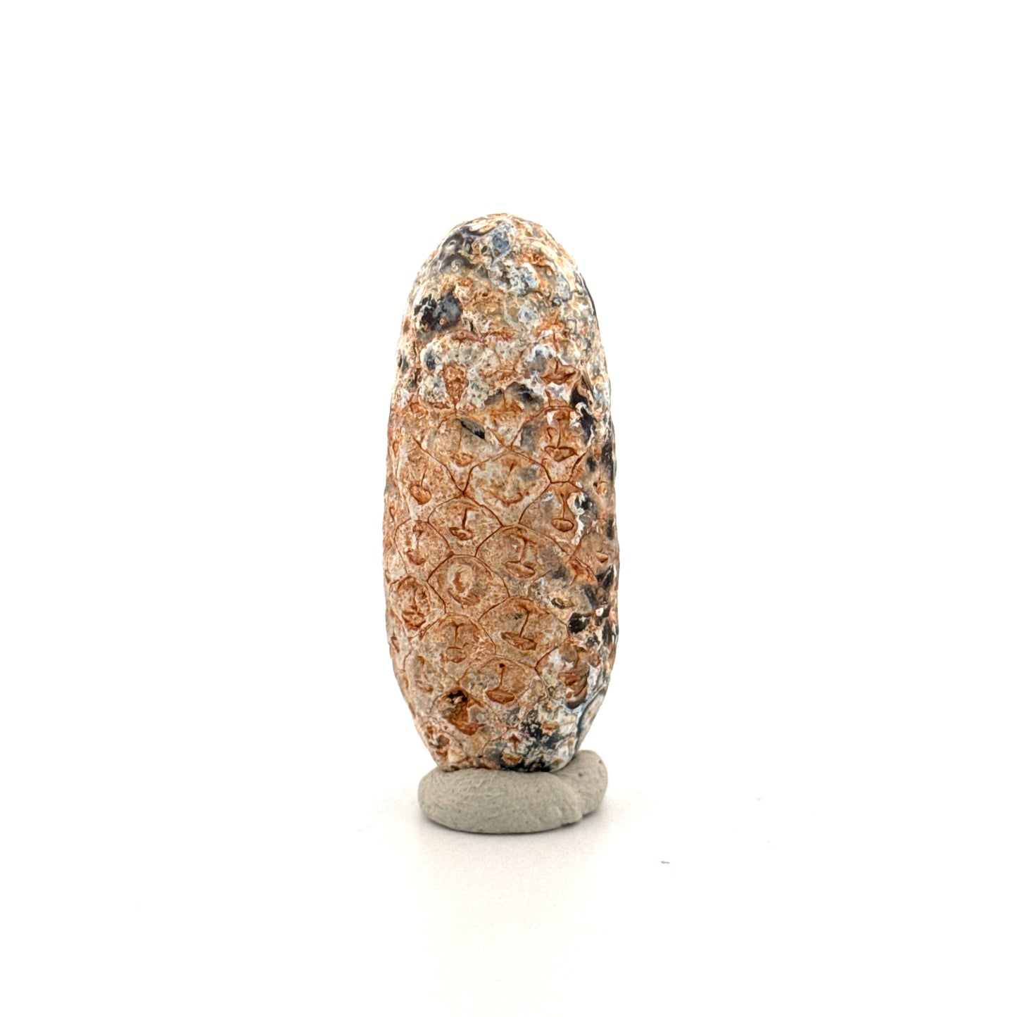Fossiele Pijnappel, Equicalastrobus chinlea (1.97 inch) - Eoceen plantenfossiel uit Marokko