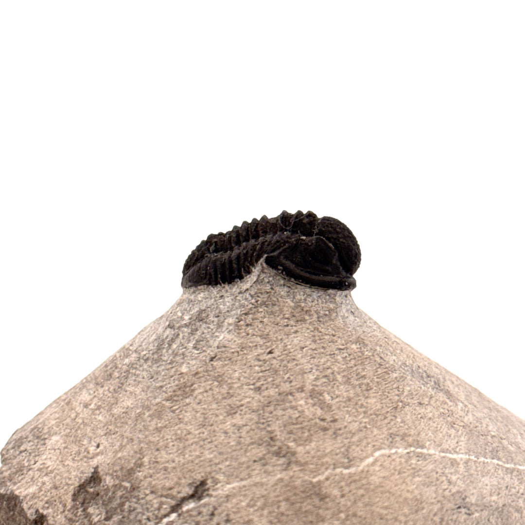 Gerastos granulosus Devonian Trilobite Fossil from Morocco (S01)