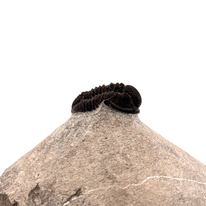 Gerastos granulosus Devonian Trilobite Fossil from Morocco (S01)