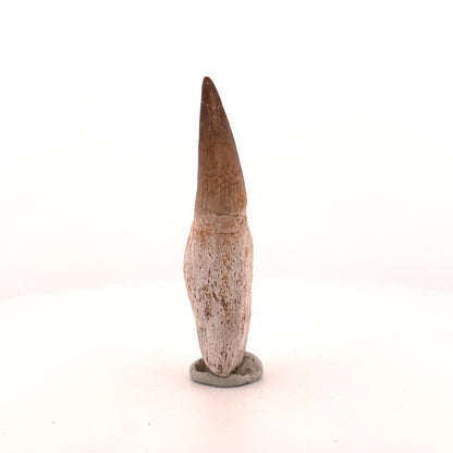 Rooted Mosasaur tooth from Late Cretaceous, Morocco (2.65")