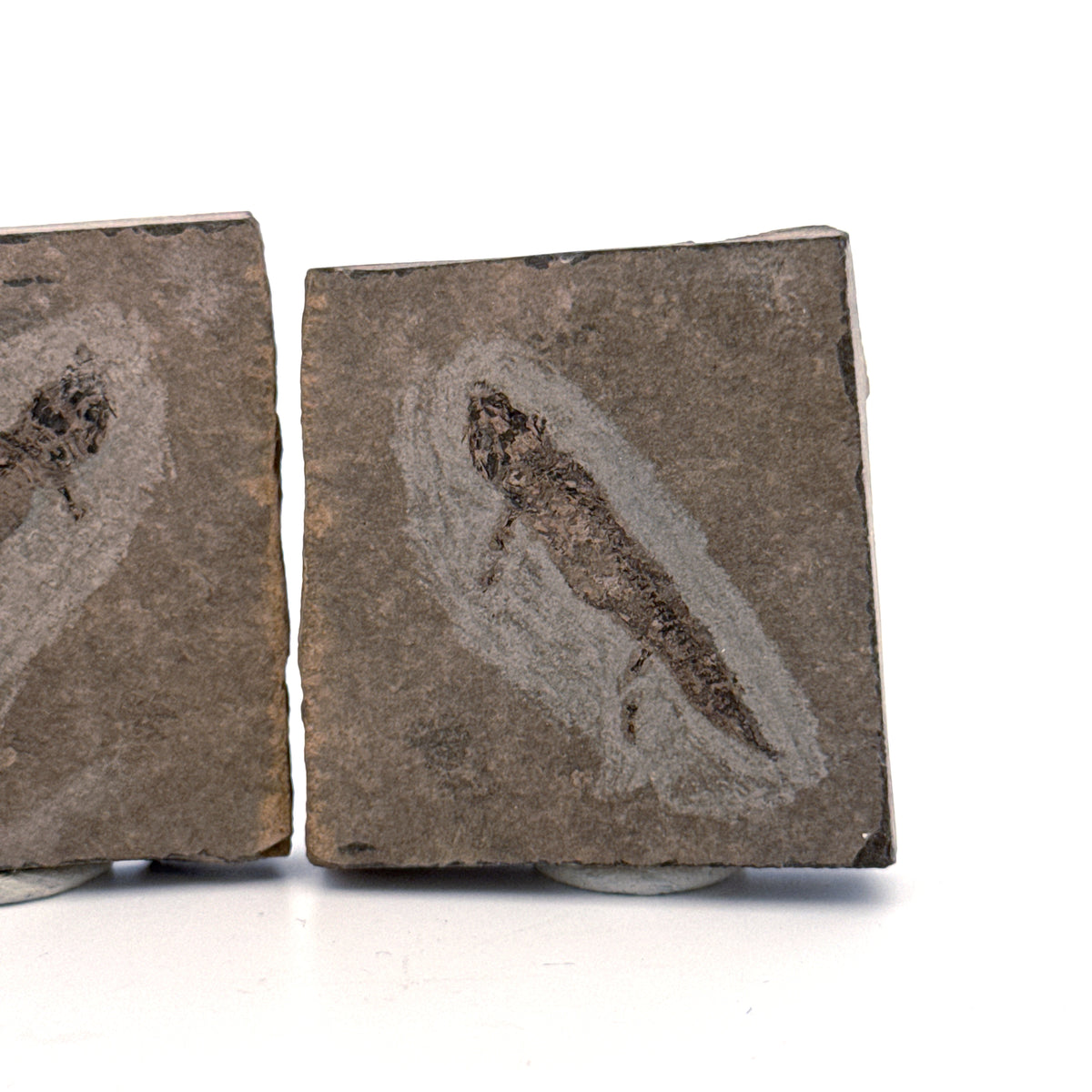 Permisch temnospondyle amfibiefossiel uit Duitsland | 1,53 inch