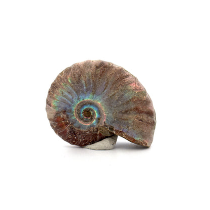 Kleine iriserende ammonietfossiel uit het Krijt, Madagaskar (1,72 inch)