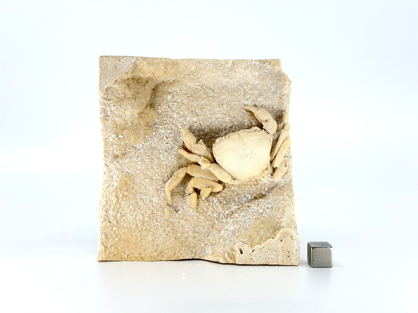 Exceptional Potamon Fossil Crab on Travertine Matrix (2.90") from Pleistocene, Turkey