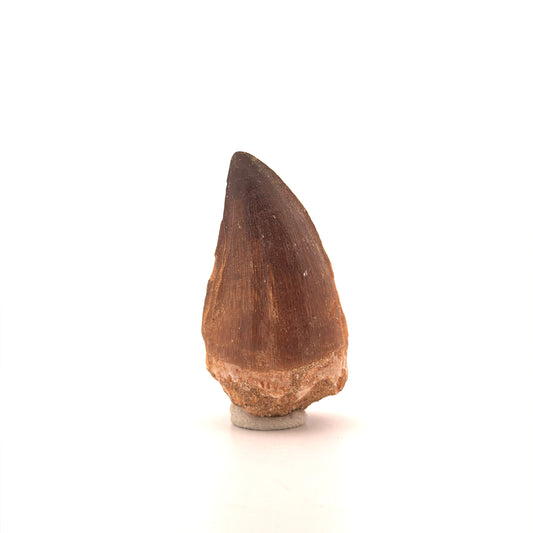 Mosasaur tooth fossil from Late Cretaceous, Morocco (2.21")