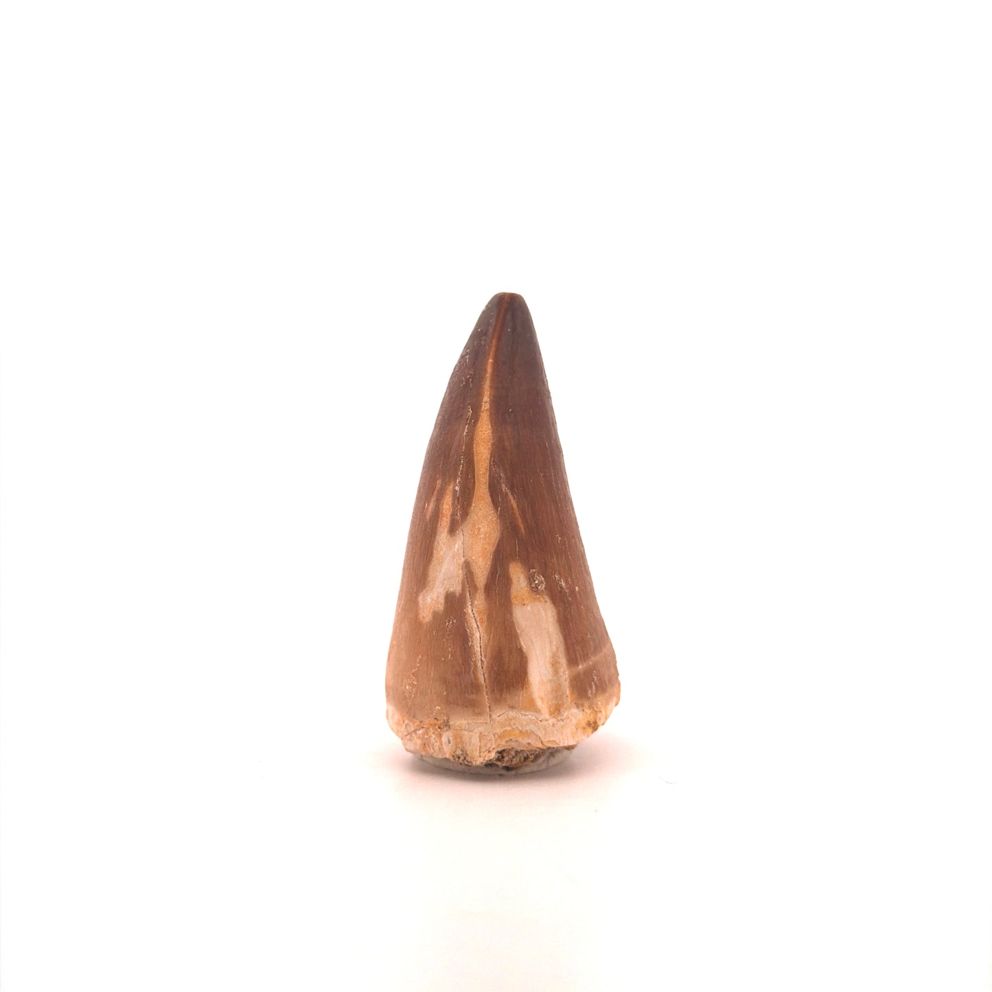 Mosasaur tooth fossil from Late Cretaceous, Morocco (2.04")
