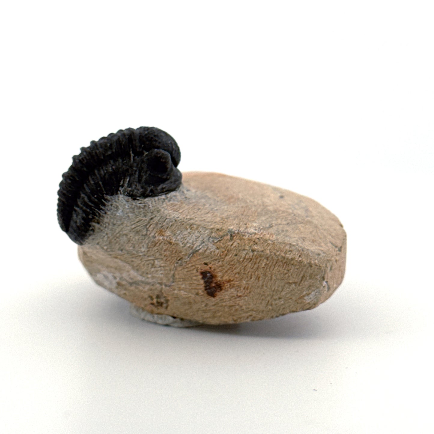 Gerastos granulosus Devonian Trilobite Fossil from Morocco (A024)