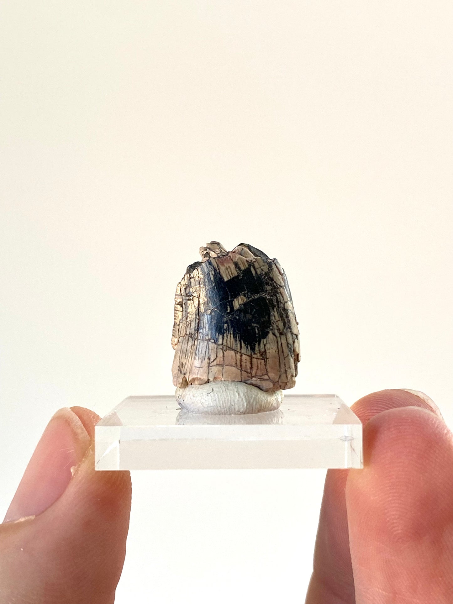 Fragment van een fossiele dinosaurustand van Afrovenator abakensis (0,72 inch) - Jura, Niger