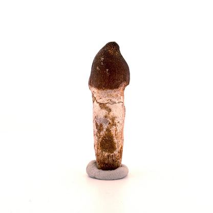 Globidens phosphaticus tooth with natural root from Cretaceous, Morocco (2.28")