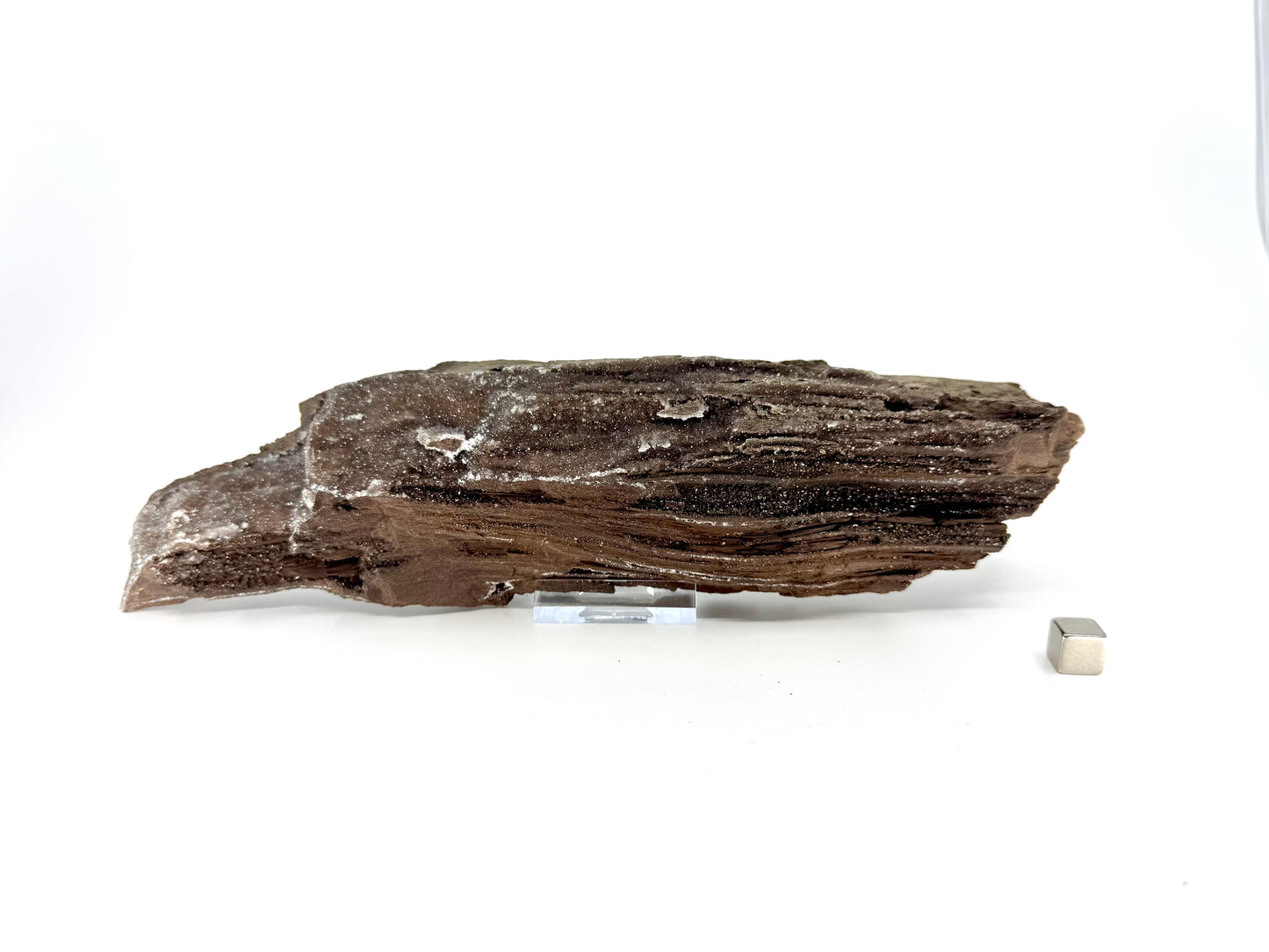 Groot stuk gepermineraliseerd hout bedekt met druzykwarts uit het Eoceen, Duitsland (759 Gram)