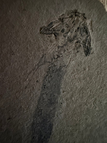 Permisch temnospondyle amfibiefossiel uit Duitsland | 2,75 inch