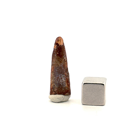 Pterosaur fossil tooth from Morocco | 0.98"