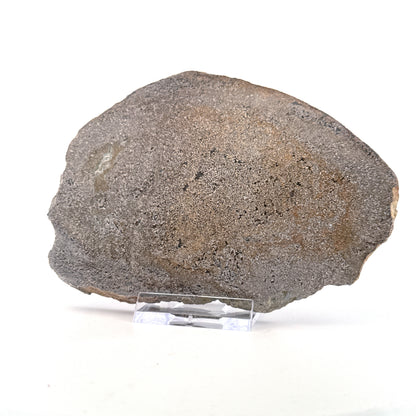 Polished Jurassic Sauropod Dinosaur Bone | 196 Grams