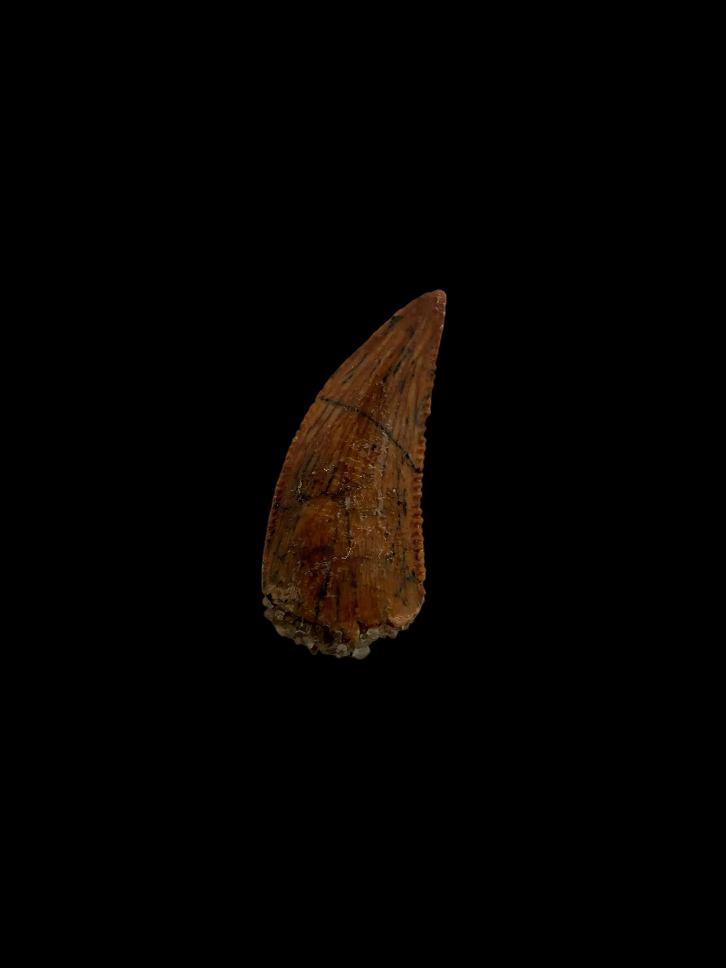 Fossiele tand van een Abelisauride dinosaurus uit Kem Kem, Marokko (0,51 inch)