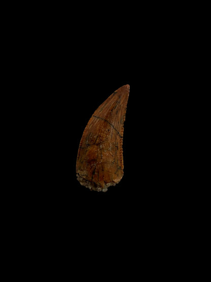 Fossiele tand van een Abelisauride dinosaurus uit Kem Kem, Marokko (0,51 inch)