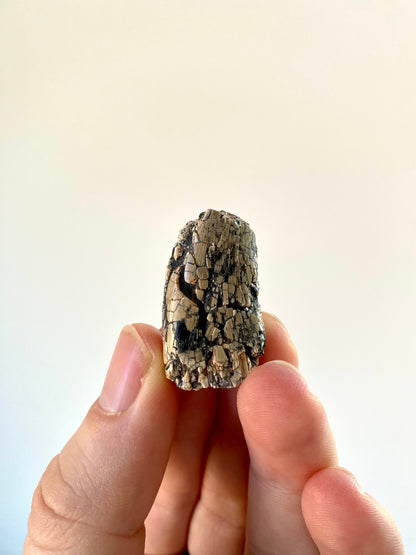 Fossiele dinosaurustand van Afrovenator abakensis (1,25 inch) - Jura, Niger