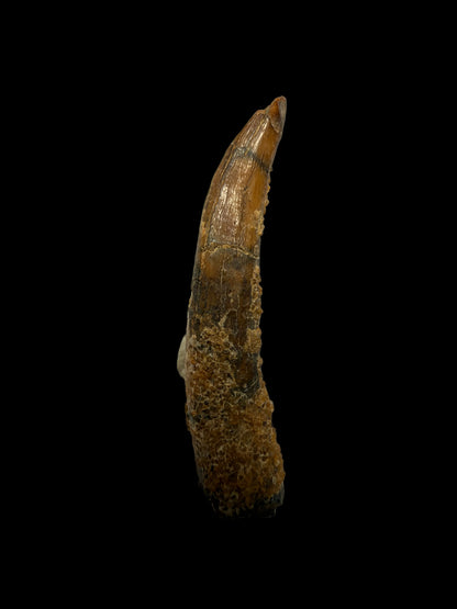 Fossiele tand van een pterosauriër uit Marokko | 0,94 inch