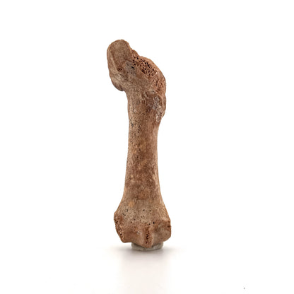 Holenbeer (Ursus spelaeus) Middenhandsbeen Fossiel (3.59"), Pleistoceen, Roemenië