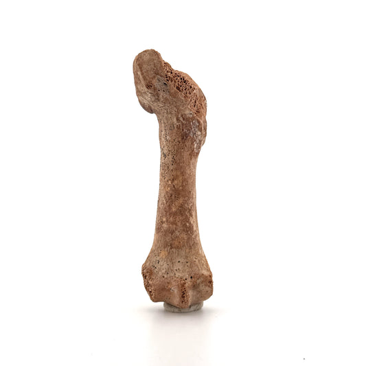 Holenbeer (Ursus spelaeus) Middenhandsbeen Fossiel (3.59"), Pleistoceen, Roemenië