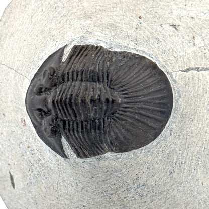 Scutellum sp. Trilobiet op Matrix uit Devoon, Marokko (1.45 inch)