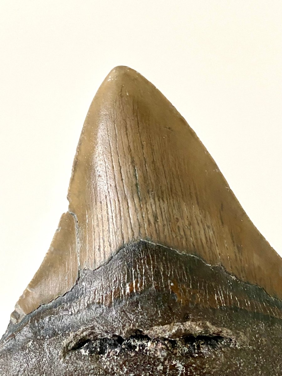 4.36" Megalodon tooth fossil from USA - FossilsAndMore