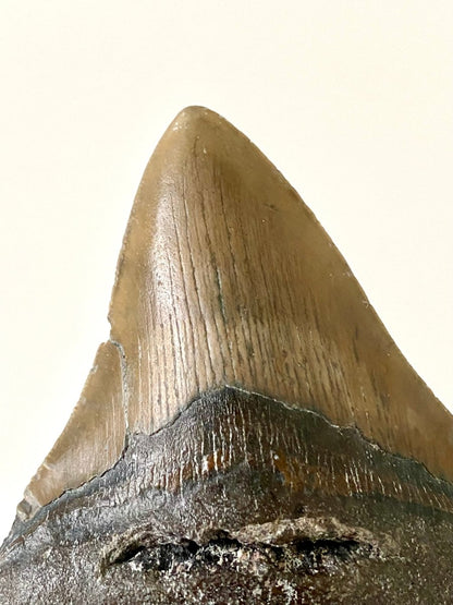 4.36" Megalodon tooth fossil from USA - FossilsAndMore