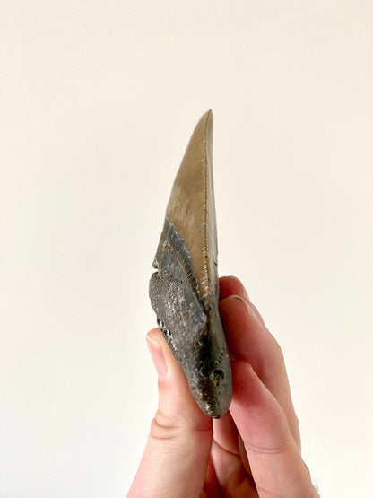 4.36" Megalodon tooth fossil from USA - FossilsAndMore