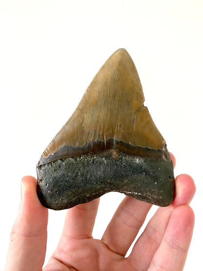 4.36" Megalodon tooth fossil from USA - FossilsAndMore