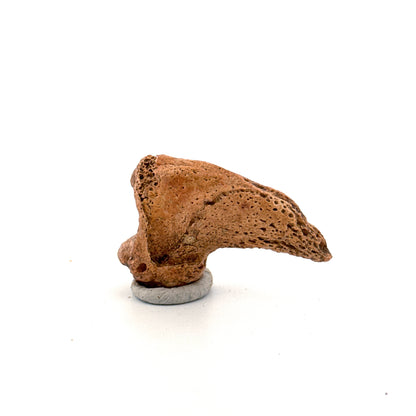 Holenbeer klauw (Ursus spelaeus), distale falanx fossiel (1.78 inch) uit Pleistoceen, Roemenië