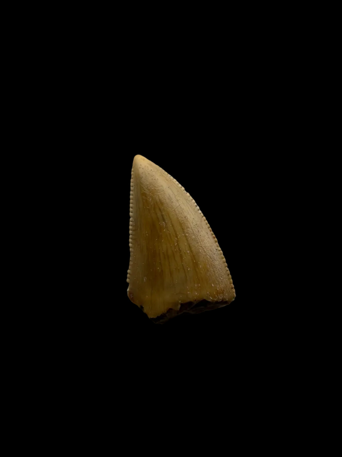 Majungasaurus Dinosaur Tooth from Late Cretaceous, Madagascar (0.70")