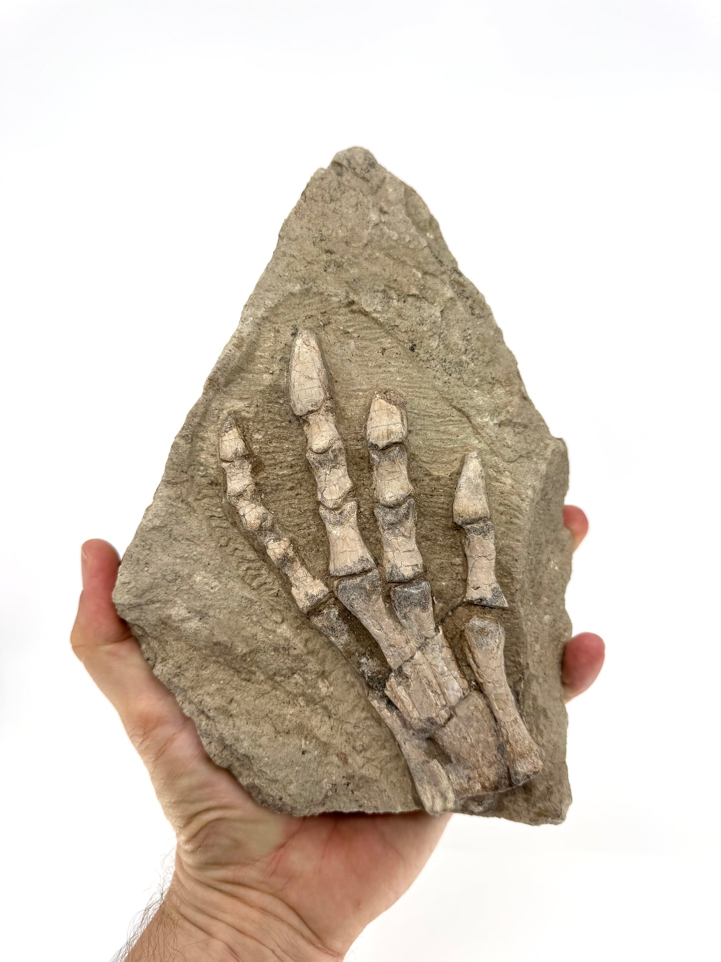 Psittacosaurus poot Vroeg-Krijt fossiel uit China