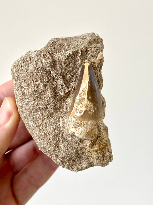 Mosasaurus fossil tooth (1.70") on Matrix - Cretaceous, Morocco
