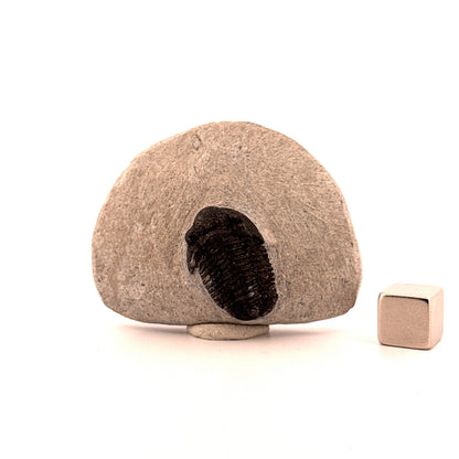 Gerastos granulosus Devonian Trilobite Fossil from Morocco (A021)