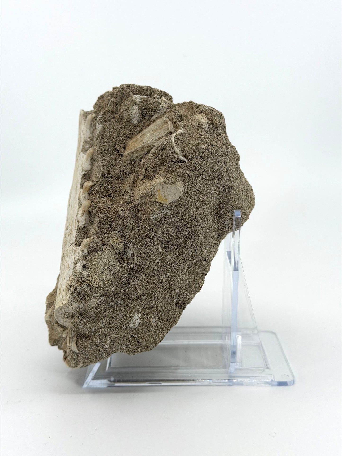 Halisaurus Arambourgi Kaakfragment met 5 Tanden op Matrix – Marokko