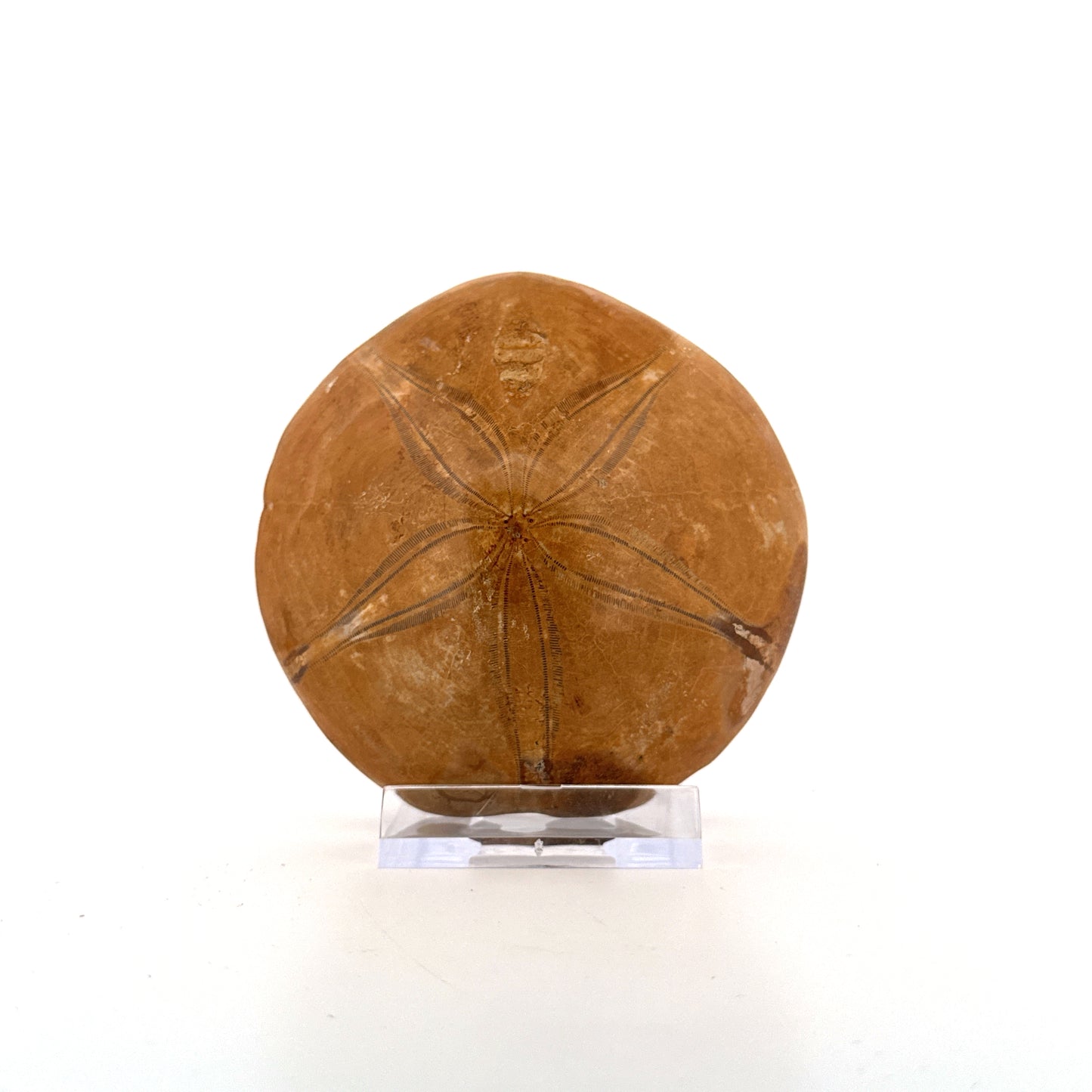 Pygurus Marmonti, zee-egel uit het Jura, Madagaskar (3.05 inch)
