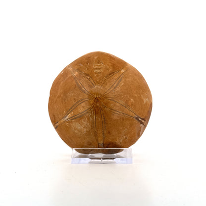 Pygurus Marmonti, zee-egel uit het Jura, Madagaskar (3.05 inch)