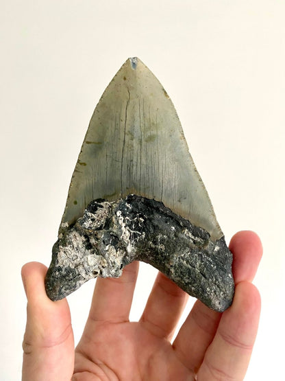 4.85" Megalodon tooth fossil from USA - FossilsAndMore