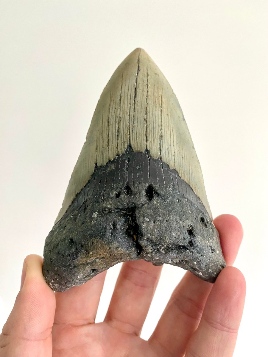 4.85" Megalodon tooth fossil from USA - FossilsAndMore