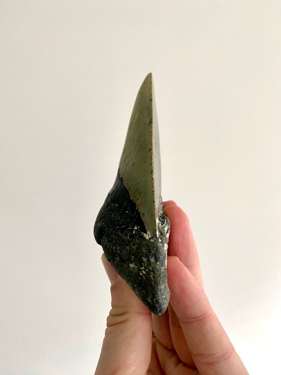 4.85" Megalodon tooth fossil from USA - FossilsAndMore