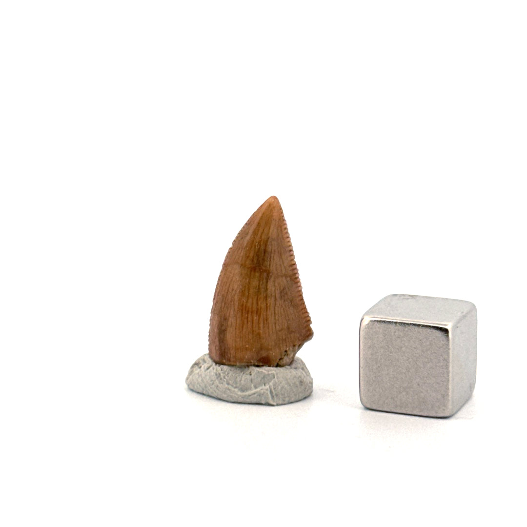 Majungasaurus Dinosaur Tooth from Late Cretaceous, Madagascar (0.70")