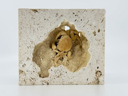 Exceptional Potamon Fossil Crab on Travertine Matrix (2.50") from Pleistocene, Turkey
