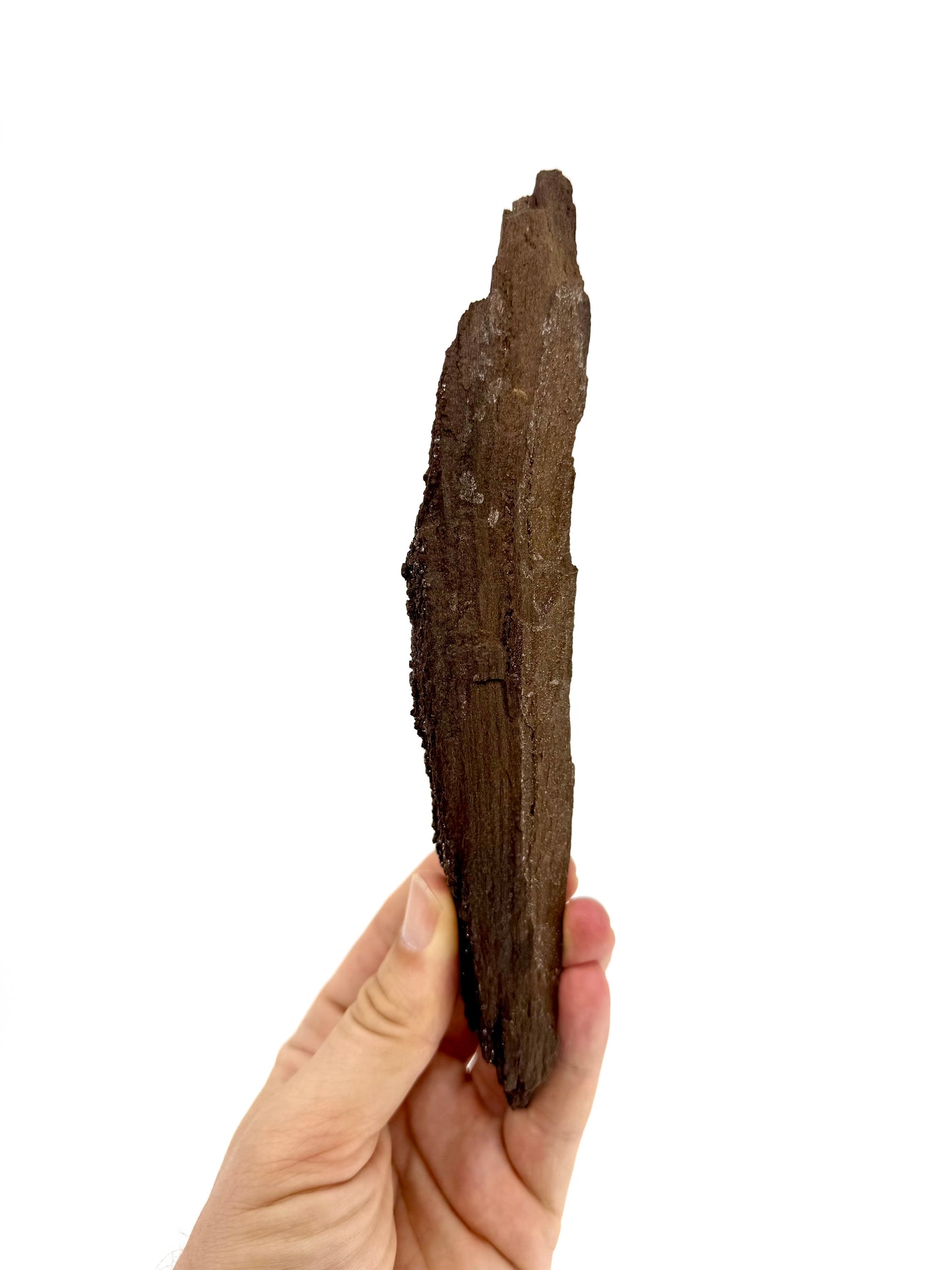Groot stuk gepermineraliseerd hout bedekt met druzykwarts uit het Eoceen, Duitsland (210 Gram)