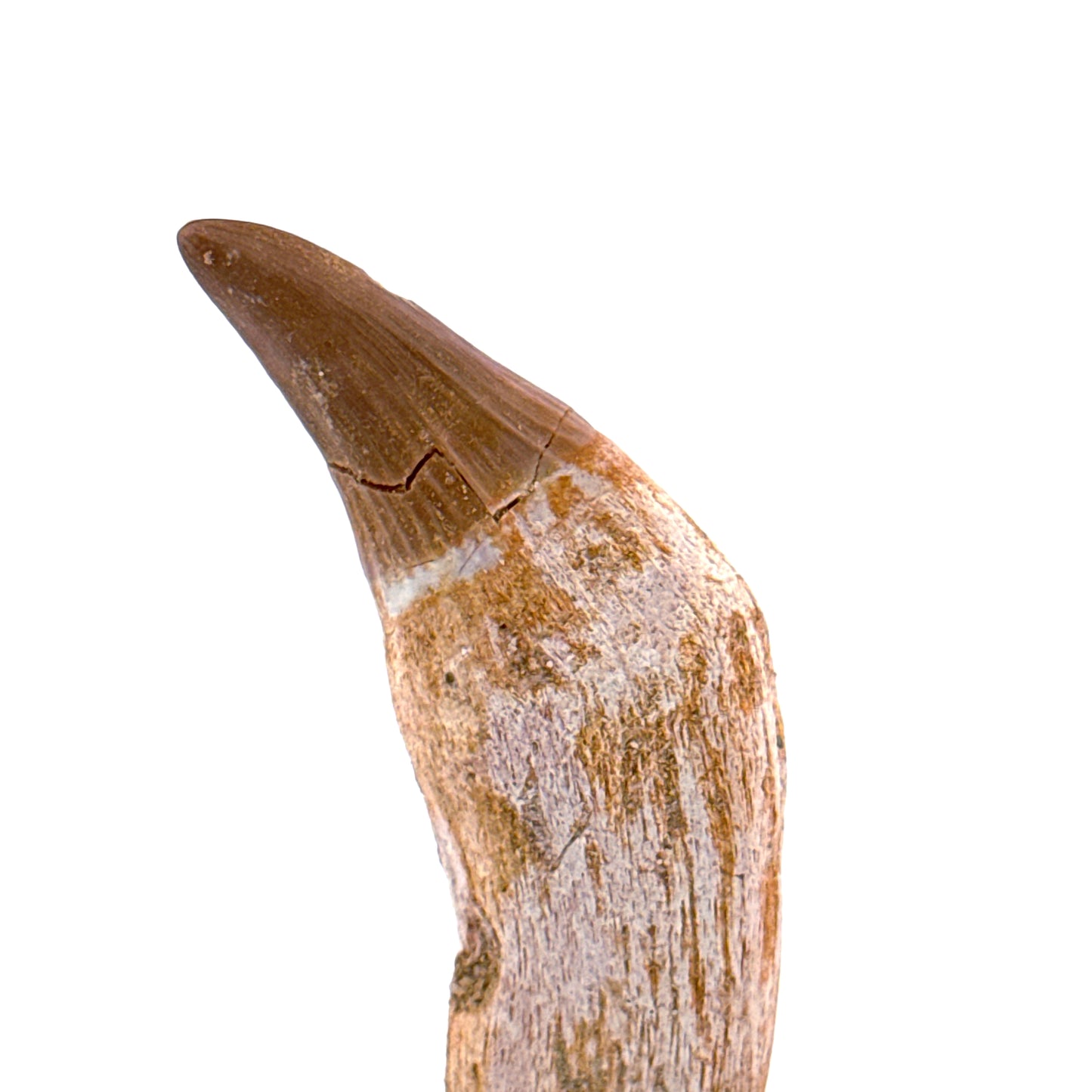 Gavialimimus almaghribensis Mosasaurus tand, Laat Krijt, Marokko (2.29 inch)