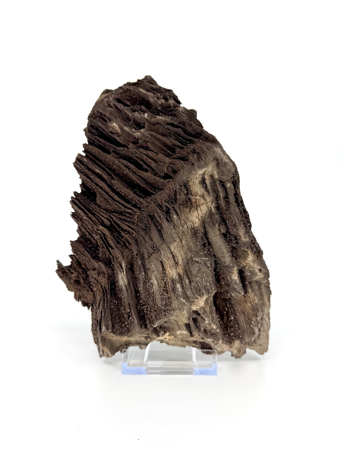 Large Permineralized Wood Covered In Druzy Quartz from Germany (919 Grams)