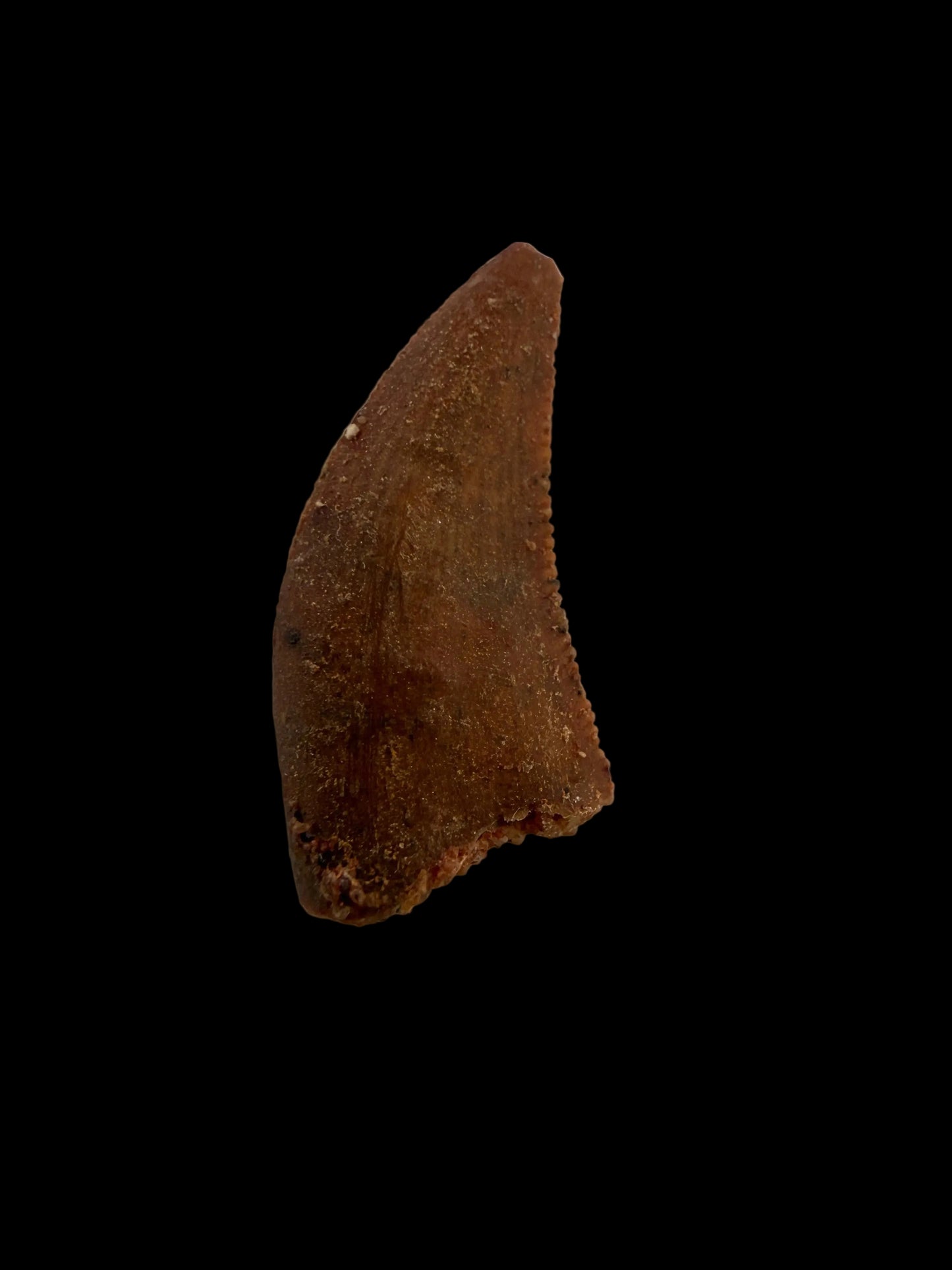 Fossiele tand van een Abelisauride dinosaurus uit Kem Kem, Marokko (0,58 inch)