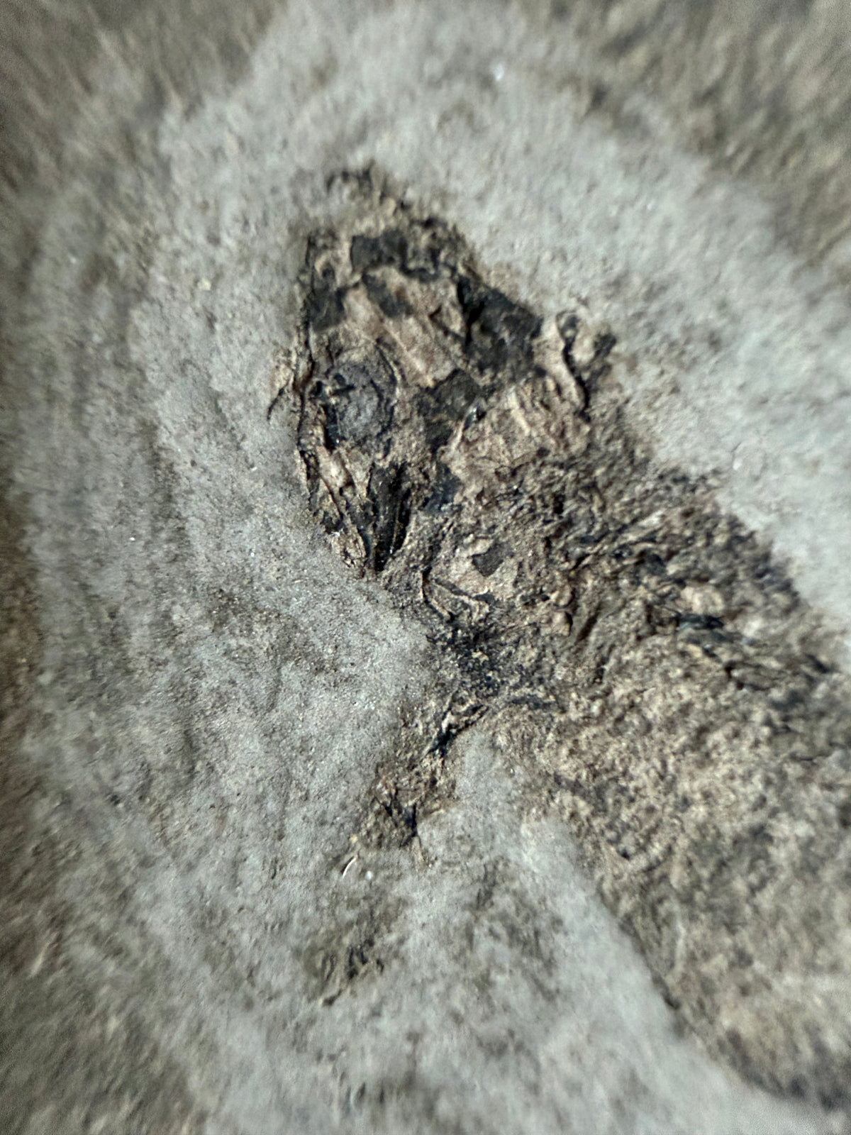 Permisch temnospondyle amfibiefossiel uit Duitsland | 1,53 inch