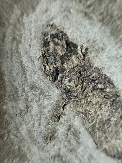 Permisch temnospondyle amfibiefossiel uit Duitsland | 1,53 inch