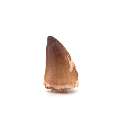 Mosasaur tooth fossil from Late Cretaceous, Morocco (2.04")