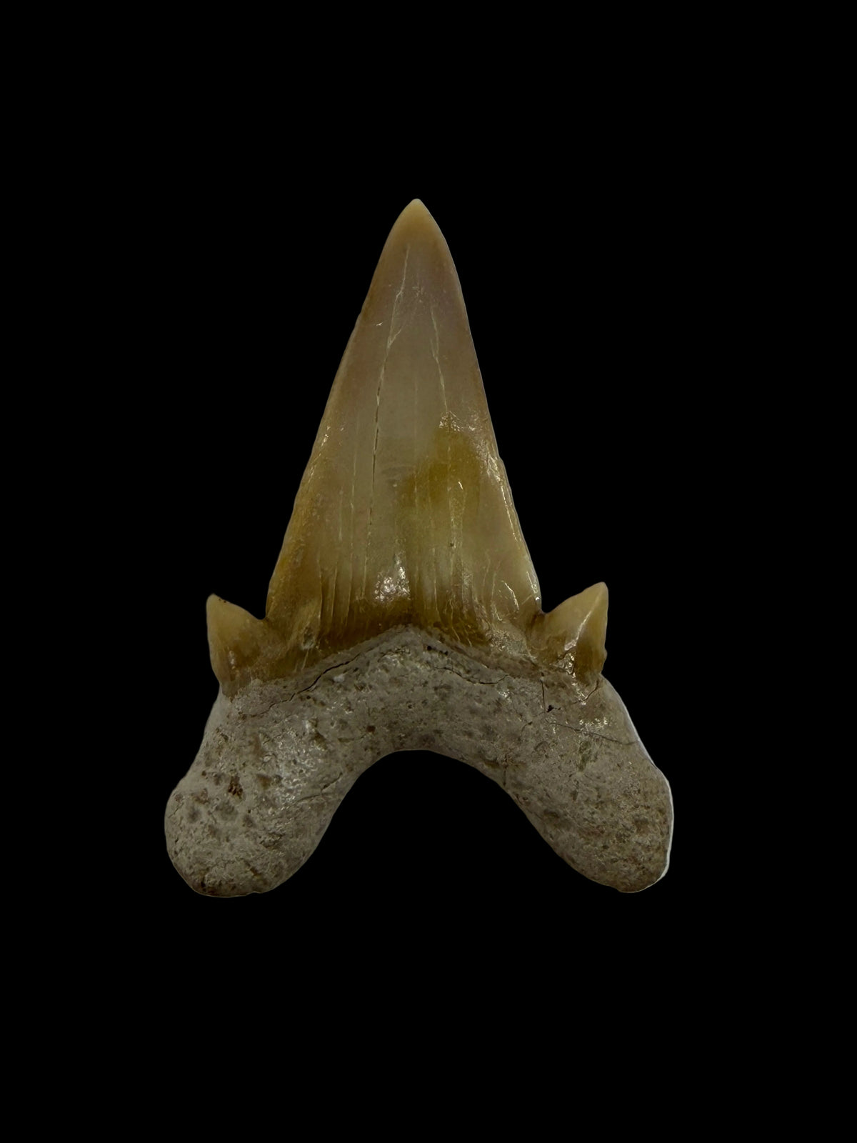 Otodus obliquus Fossil Shark Tooth from Eocene, Morocco | 1.62"